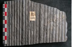 Foto (Detailansicht) von Sigillaria sp.  (NHMW-GEO-2024-0188-11099)